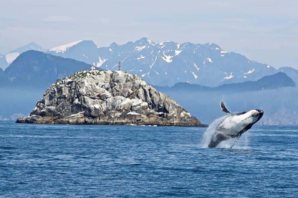 humpback whale Alaska