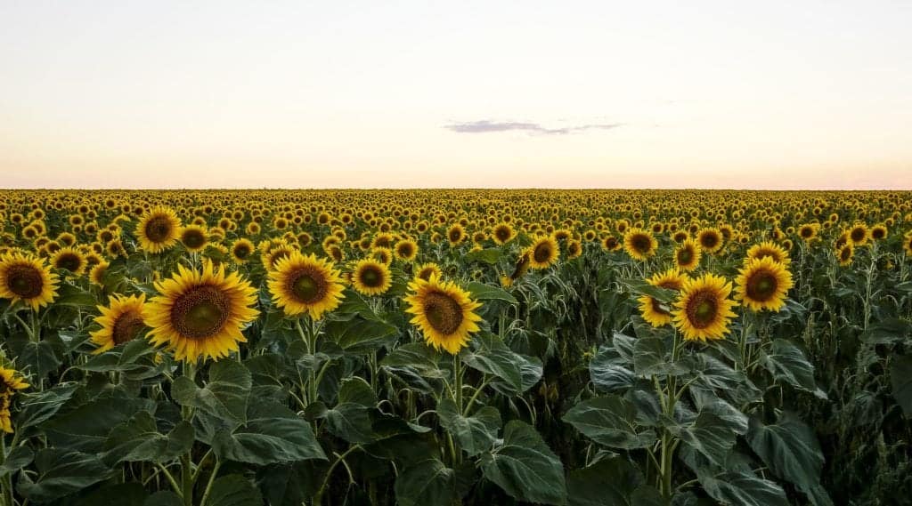 sunflower kansas