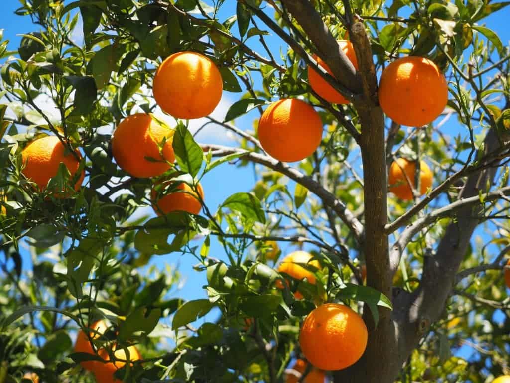 florida oranges