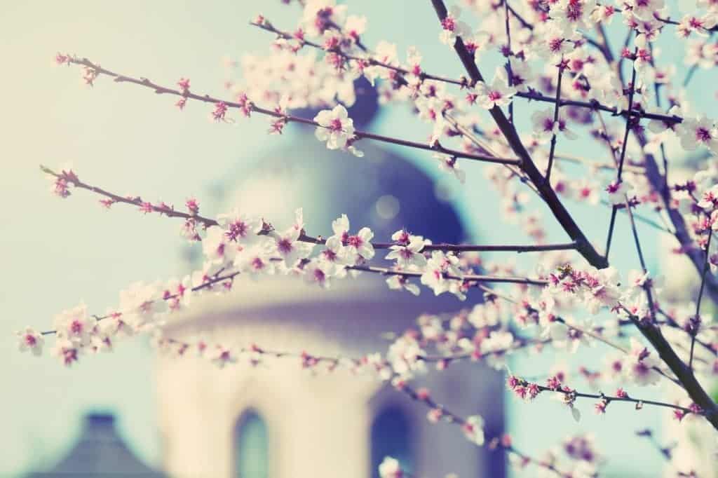 magnolia mississippi
