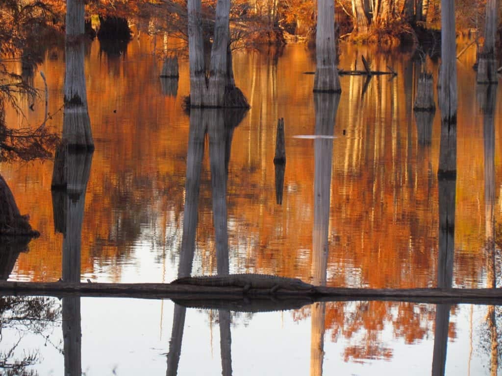 mississippi swamp