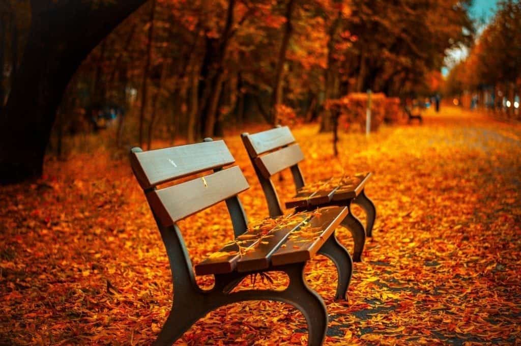 bench fall campus