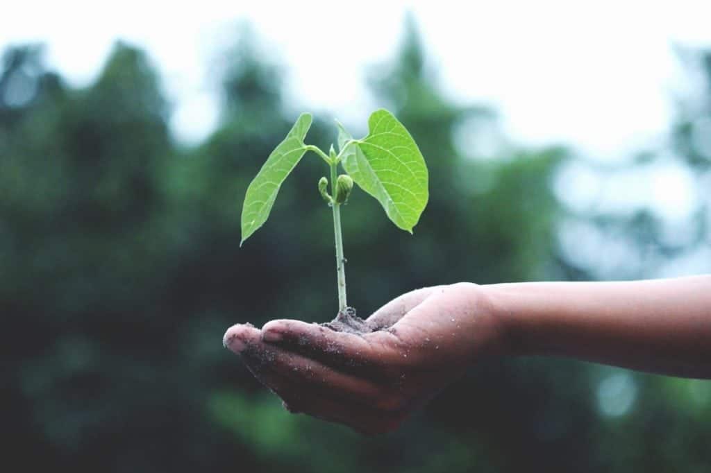 green schools tree seedling