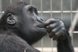 animal ape black 33535