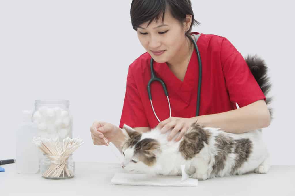 What Degree Do You Need To Be A Veterinarian?