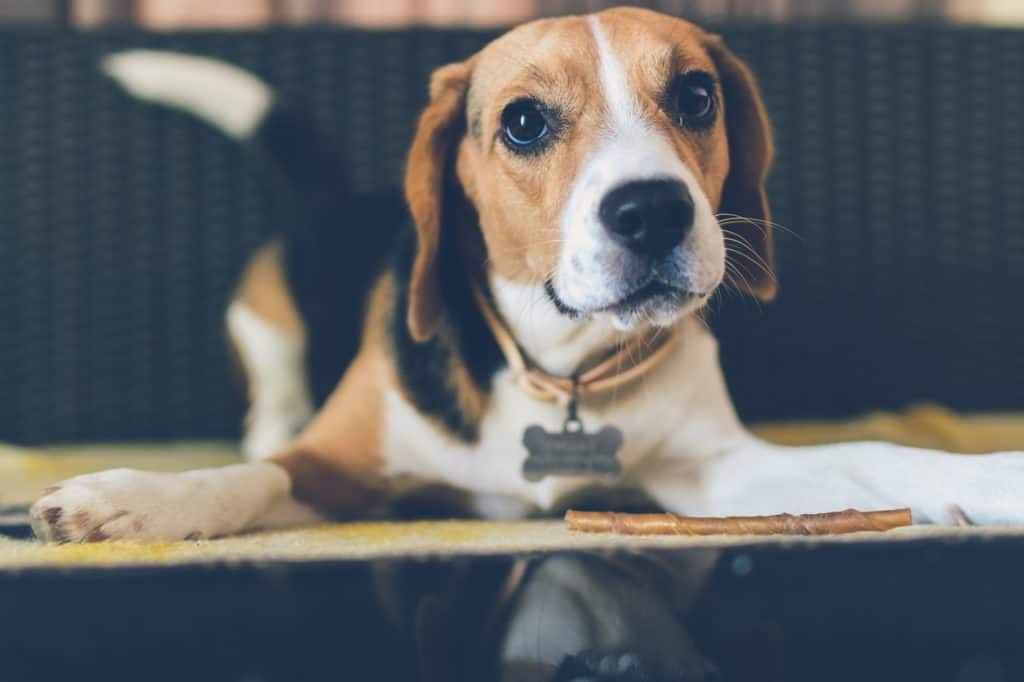 relaxed beagle mutt